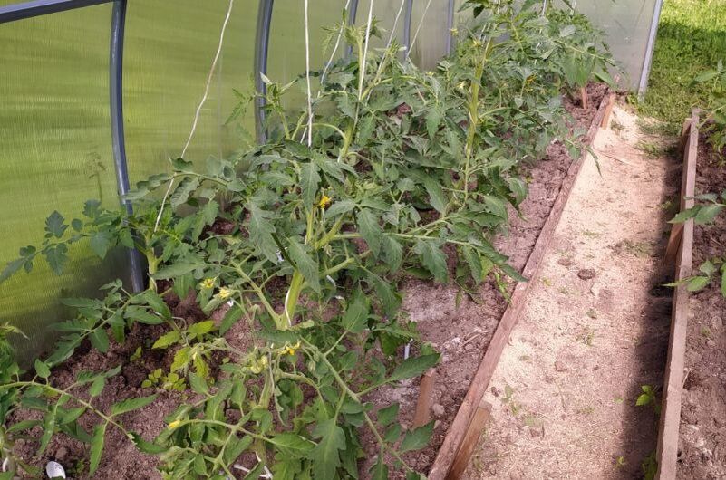 ��� � ������� ������ � ����: ������� ������� ��������� ������� � ����