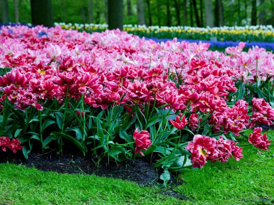 �������� �������� ������ ���������, ������� ����� ��������