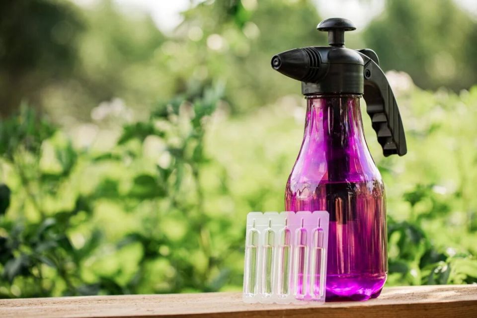 ��� ����������� ����� ������ ��� ������: ����������� �������� �� ��������