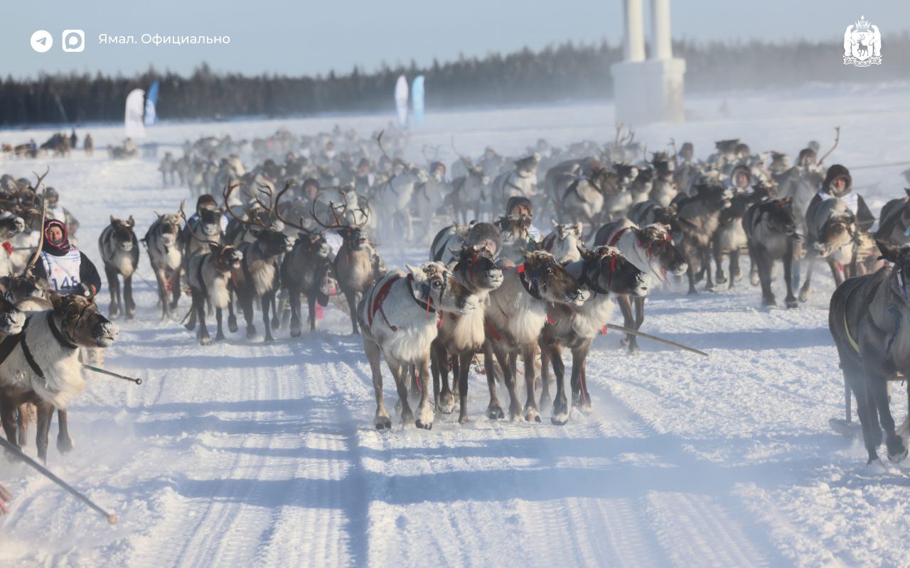 Эстафета Дня оленевода – у Тарко-Сале Эстафета Дня оленевода – у Тарко-Сале