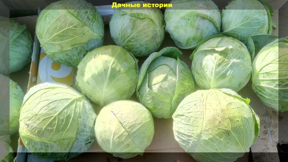 Как избежать проблем с капустой: простые и эффективные советы для дачников