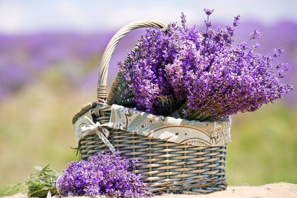 Как выбрать идеальную лаванду и ухаживать за ней: практическое руководство