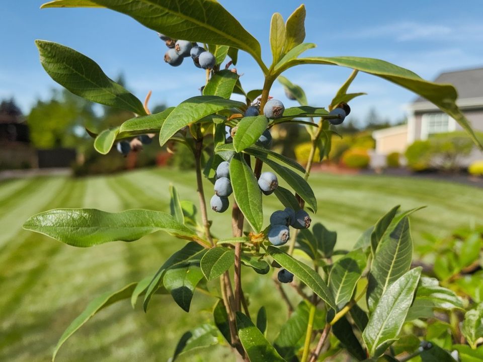 Жимолость: Как вырастить ягоды мечты и избежать распространенных ошибок