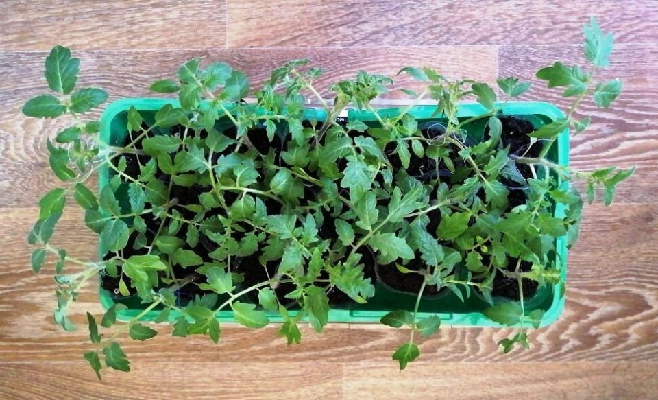 ��������� �����: ��� ����� ������ ����������� ������ ��������