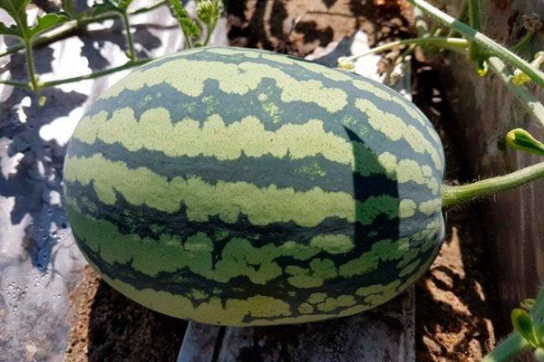 Арбуз Бедуин: секреты успешного выращивания и советы по уходу