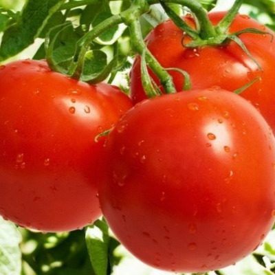 Томат Яна: раннее созревание и простота ухода для открытого грунта