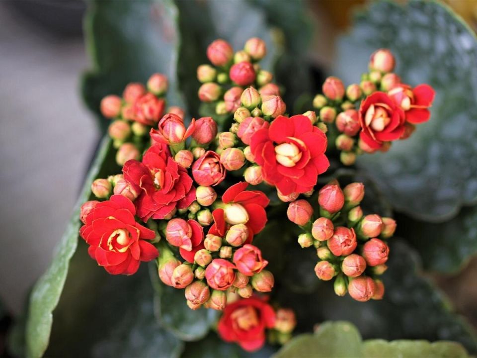 Почему каланхоэ меняет свою привычку цвести