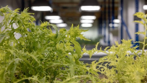 Продукты, которые стоит добавить в рацион уже сейчас