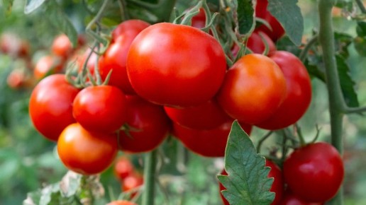 Тайны томатов: Как забота может навредить урожаю
