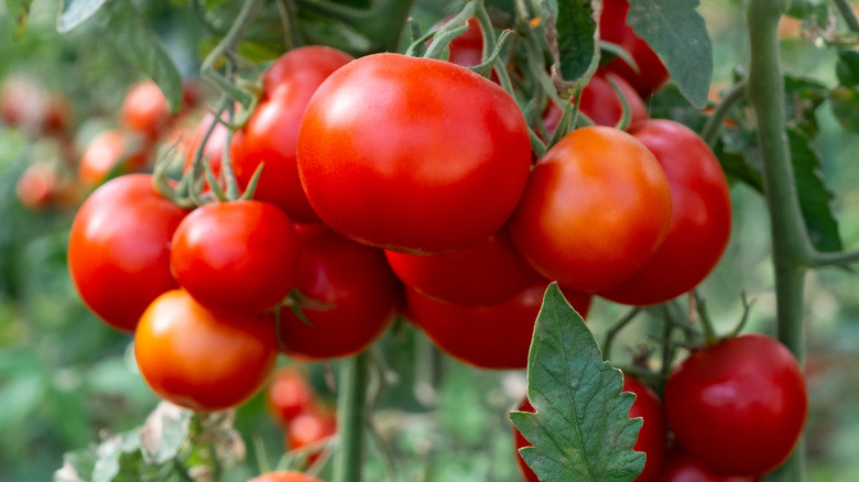 Тайны томатов: Как забота может навредить урожаю