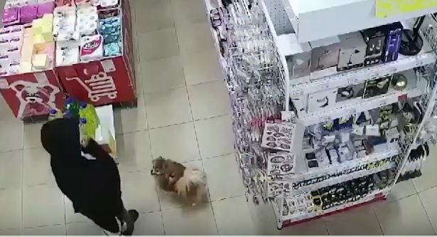 «Пушистый» конфуз. «Мы в ответе за тех, кого приручили»: видимо, эту заповедь позабыла жительница Лабытнанги, которая отправилась за покупками вместе со своей собачкой