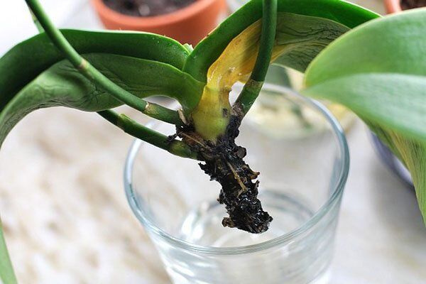 Как вернуть к жизни орхидею без корней