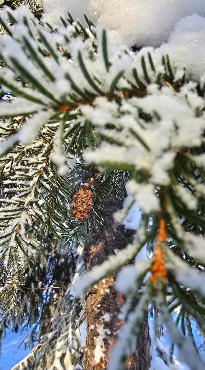 «Мороз и солнце; день чудесный! «Мороз и солнце; день чудесный!