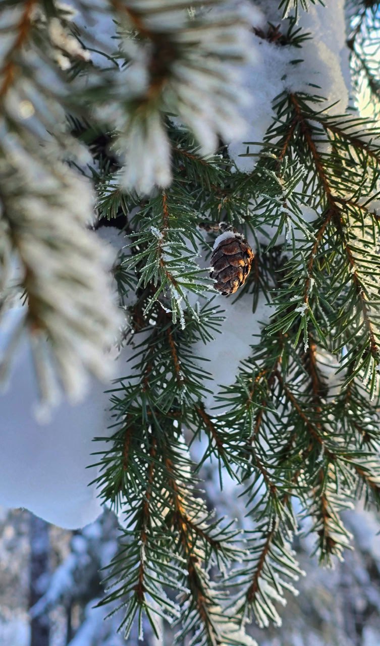 «Мороз и солнце; день чудесный! «Мороз и солнце; день чудесный!