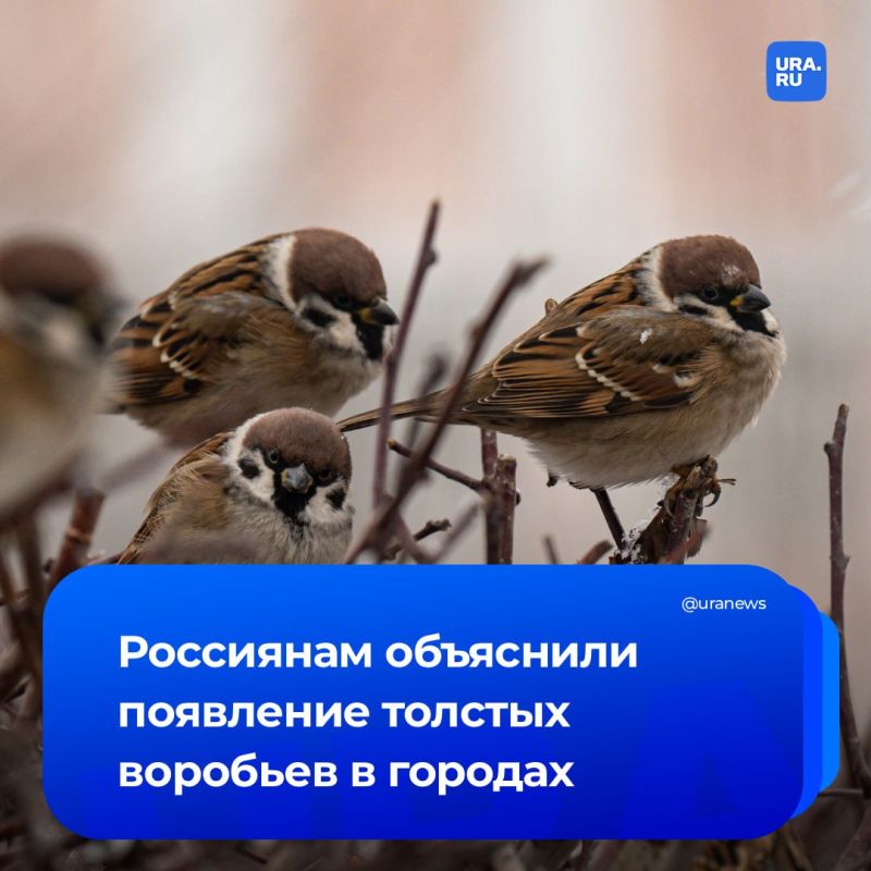 Ожирение из-за фастфуда зафиксировано у воробьев