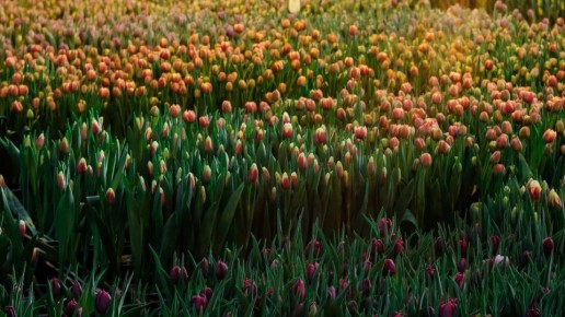 ��������� ���������� ��������� ����������� ����� ��� ���������