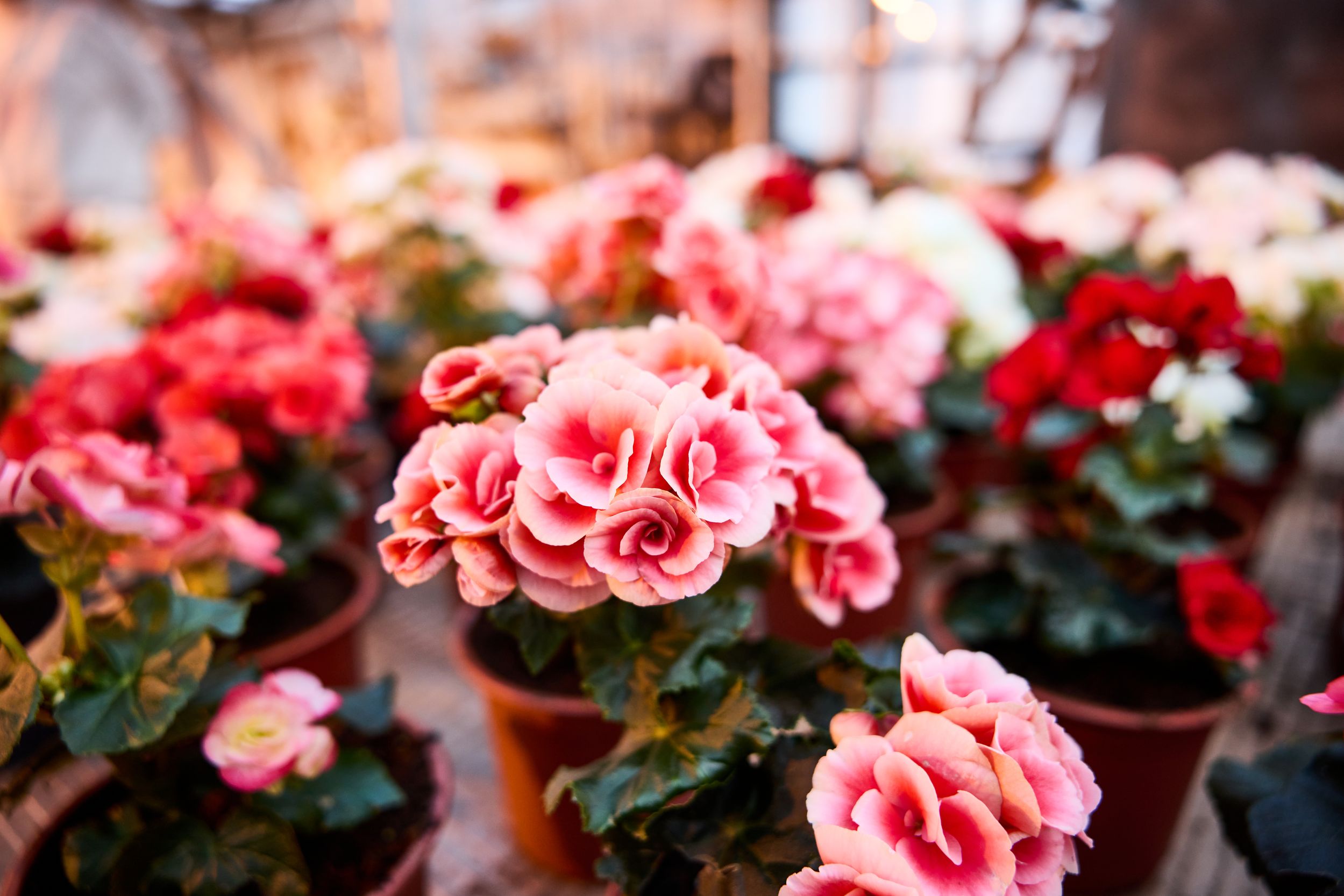 К 8 Марта на Ямале вырастили больше 400 тысяч цветов К 8 Марта на Ямале вырастили больше 400 тысяч цветов