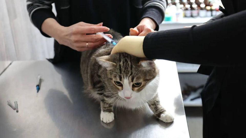 �� ����� �������� ����������� �������� ��������