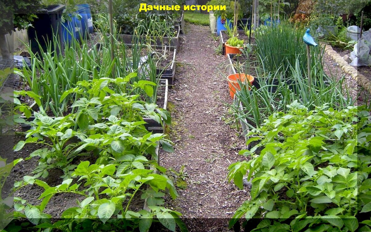 Первые шаги на даче: важные вопросы для начинающих садоводов