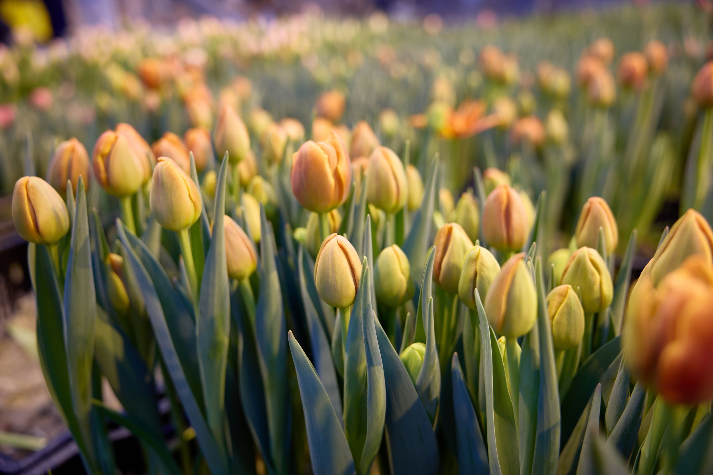 К 8 Марта на Ямале вырастили больше 400 тысяч цветов