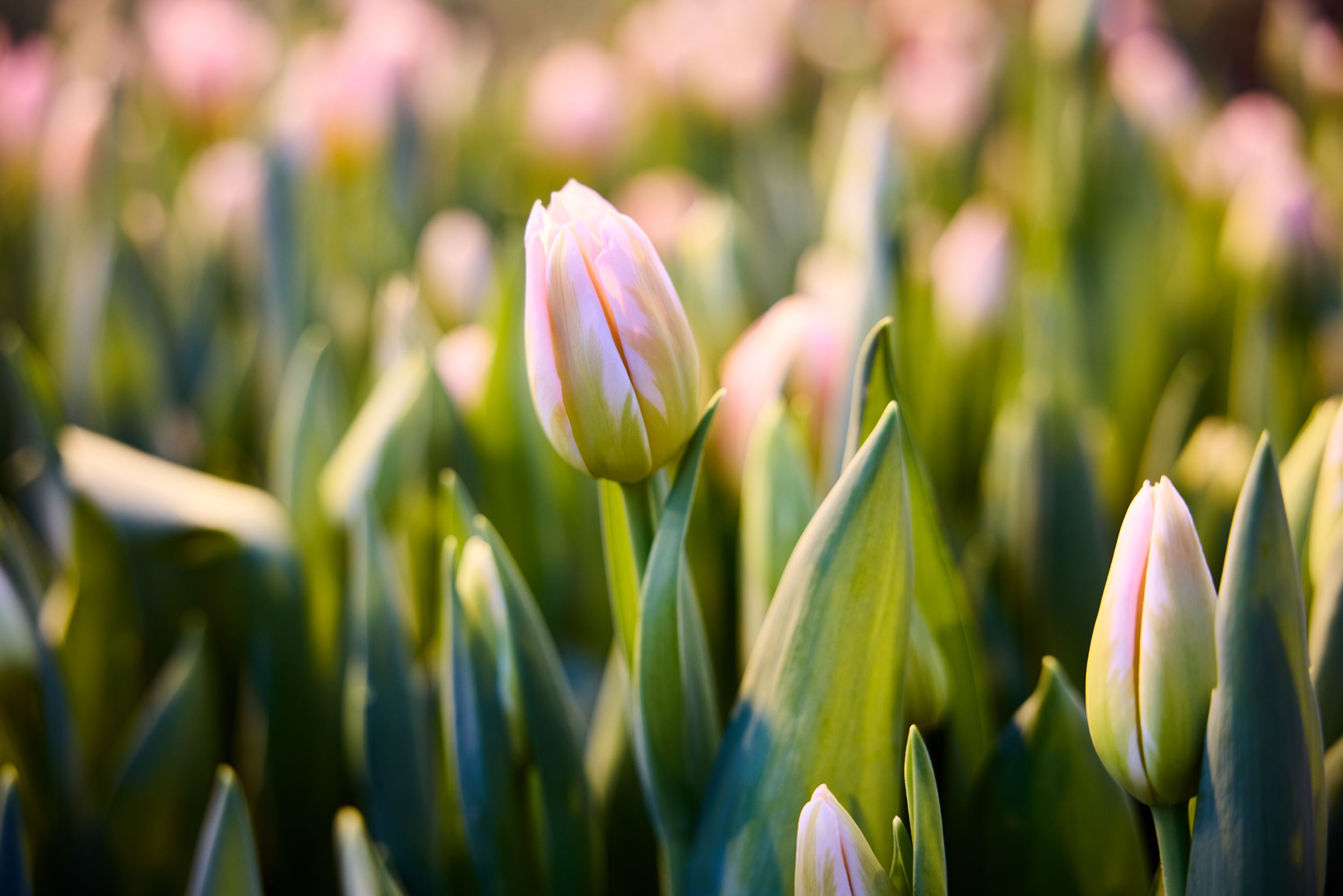 К 8 Марта на Ямале вырастили больше 400 тысяч цветов К 8 Марта на Ямале вырастили больше 400 тысяч цветов