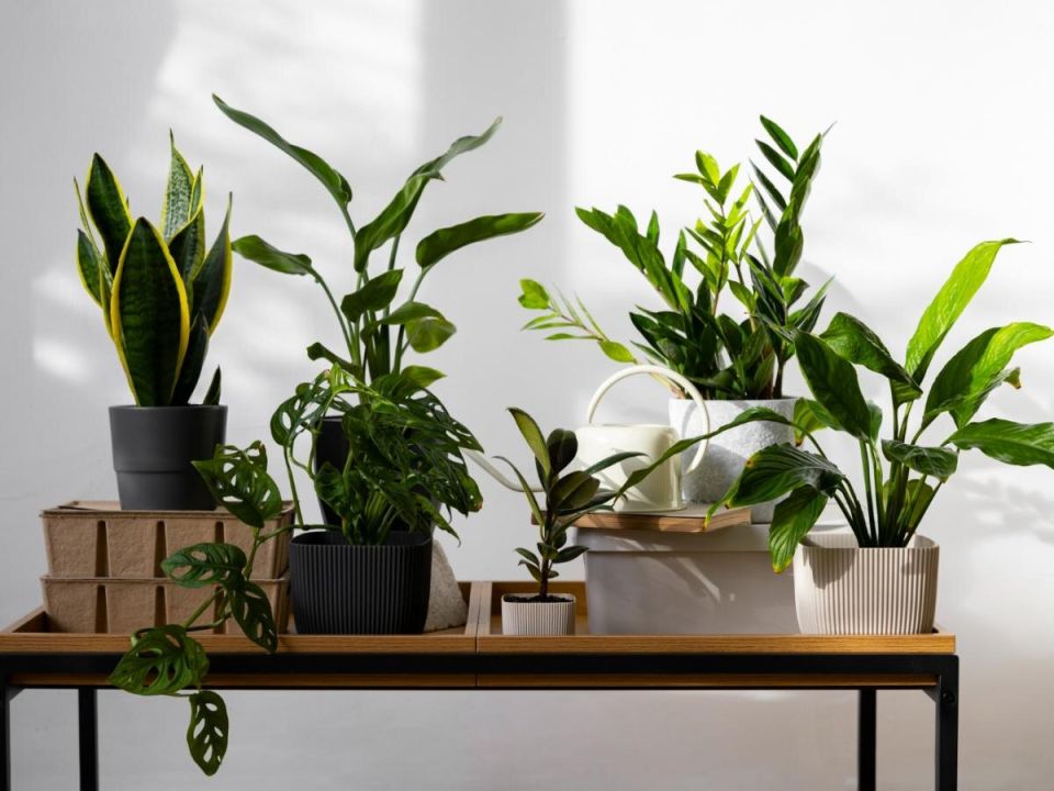 ��������� ���������� �������� �������� �� �����������