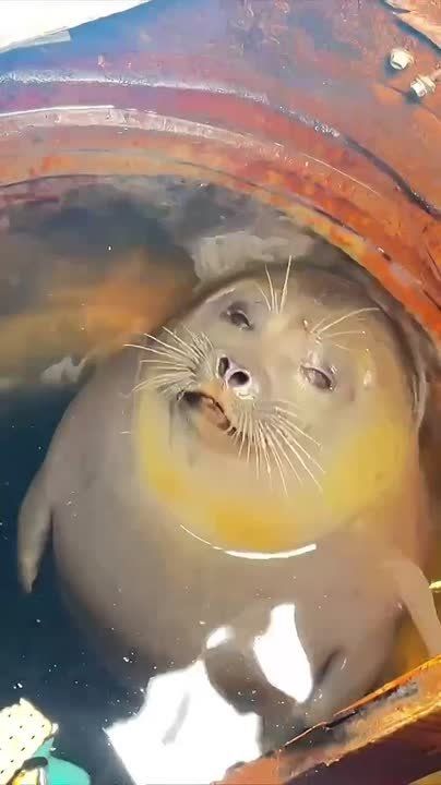 ����� ���������, �� ������� �����