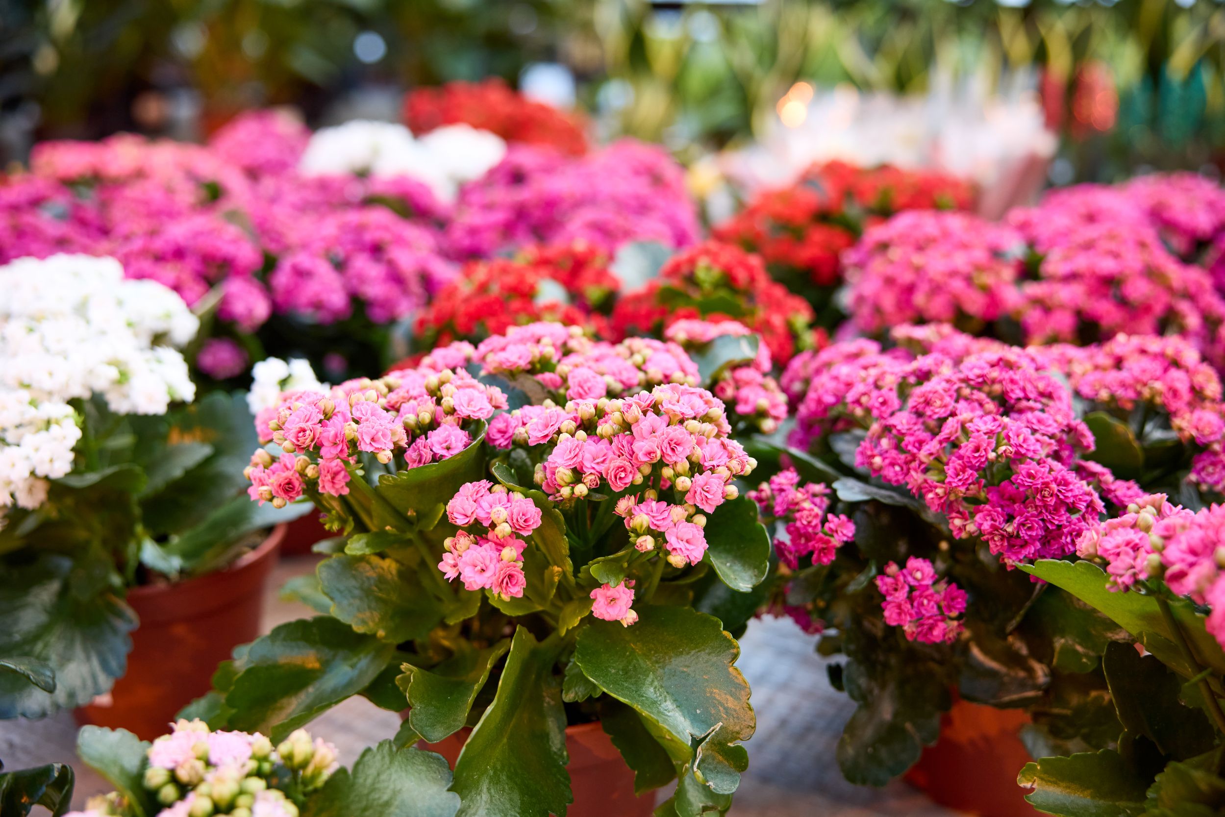 К 8 Марта на Ямале вырастили больше 400 тысяч цветов К 8 Марта на Ямале вырастили больше 400 тысяч цветов