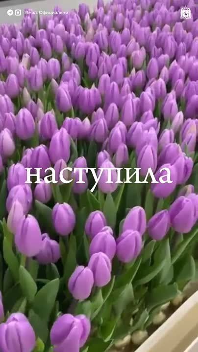 ��� �� ����� ����� ��� ���������, ��������� � ��������� �����