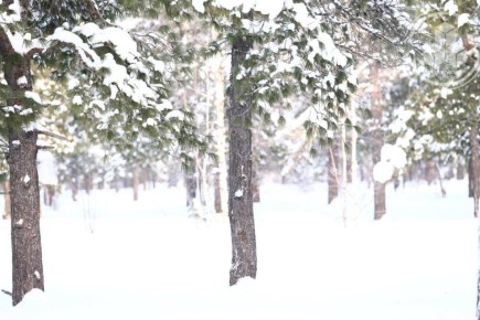 Пусть за окном кружит снежная сказка, а в душе царит уют от искренних улыбок близких