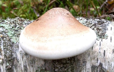 ��������� �����: ������ �������� � ������������ ��������