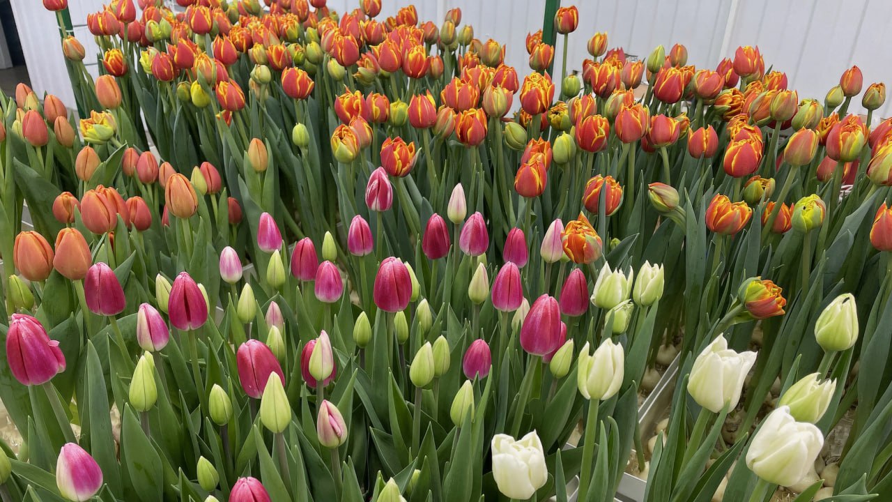 Бизнес расцветает вместе с растениями Бизнес расцветает вместе с растениями