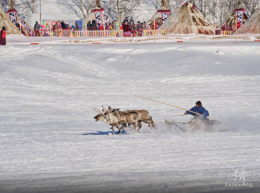 Программа Дня оленевода в Салехарде: гонки на оленях, гастрофестиваль, 30 тематических чумов Программа Дня оленевода в Салехарде: гонки на оленях, гастрофестиваль, 30 тематических чумов