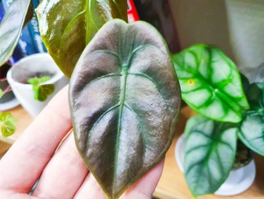 ��� ������ �������� ����� �������: ������� ���� ��� �������� ���������