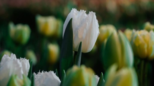 ������ ���������� ������ � ����������