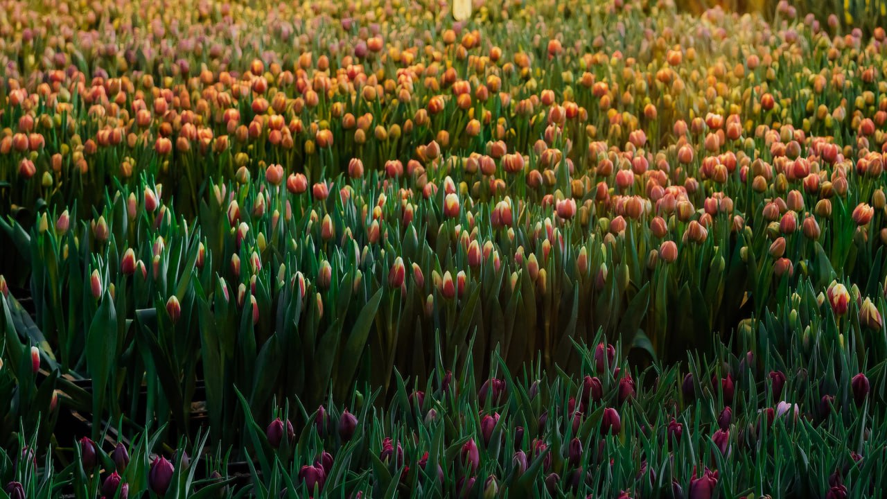 Бизнес расцветает вместе с растениями Бизнес расцветает вместе с растениями