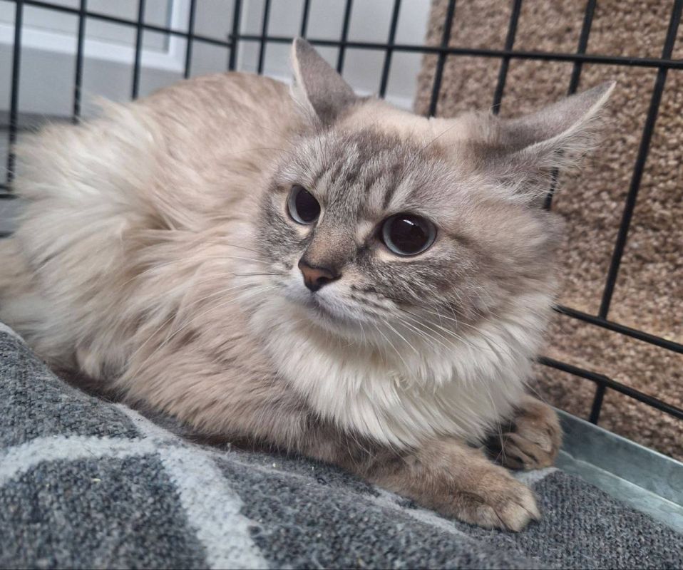 В эту субботу «ГороДог» проведёт День открытых дверей