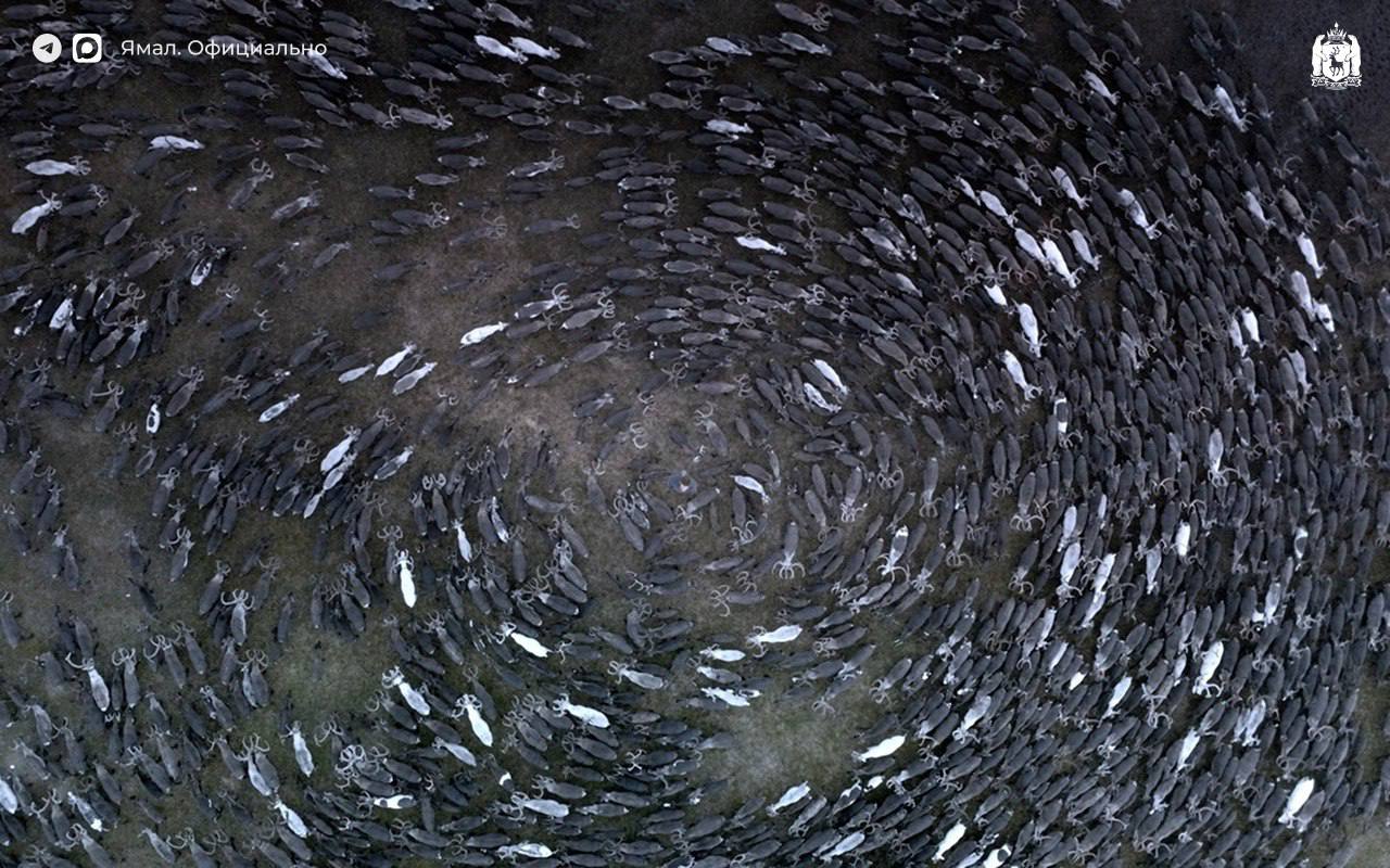 Фильм «Цинга», снятый на Ямале, вышел в прокат Фильм «Цинга», снятый на Ямале, вышел в прокат