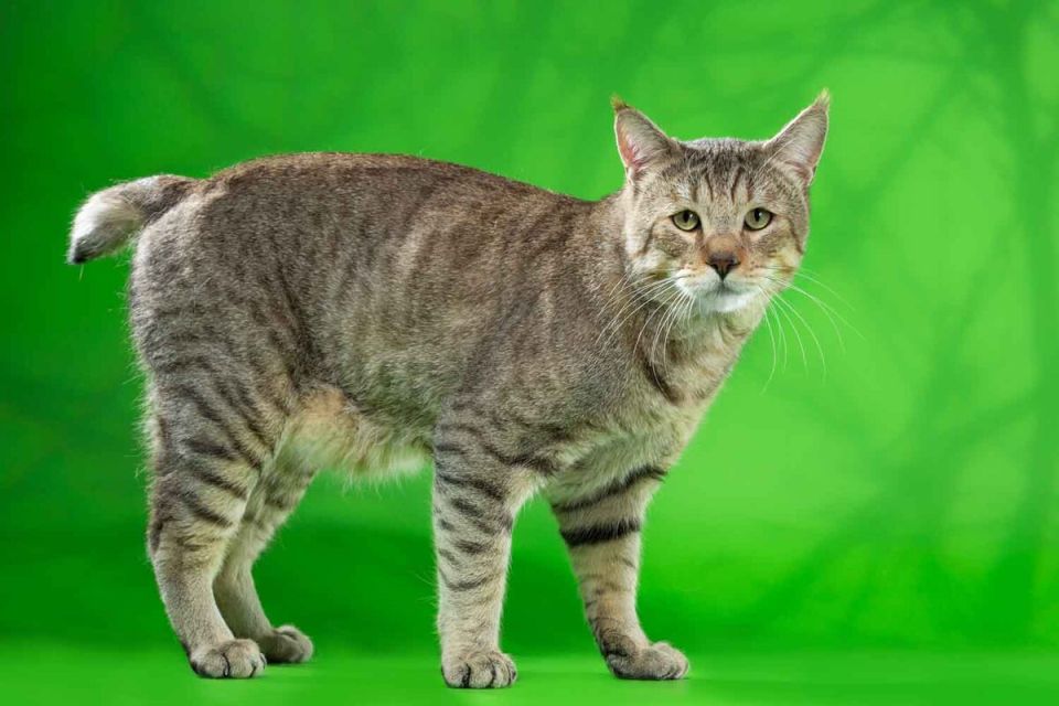 ��� ������� ����� �����: ������ �� ������ ������