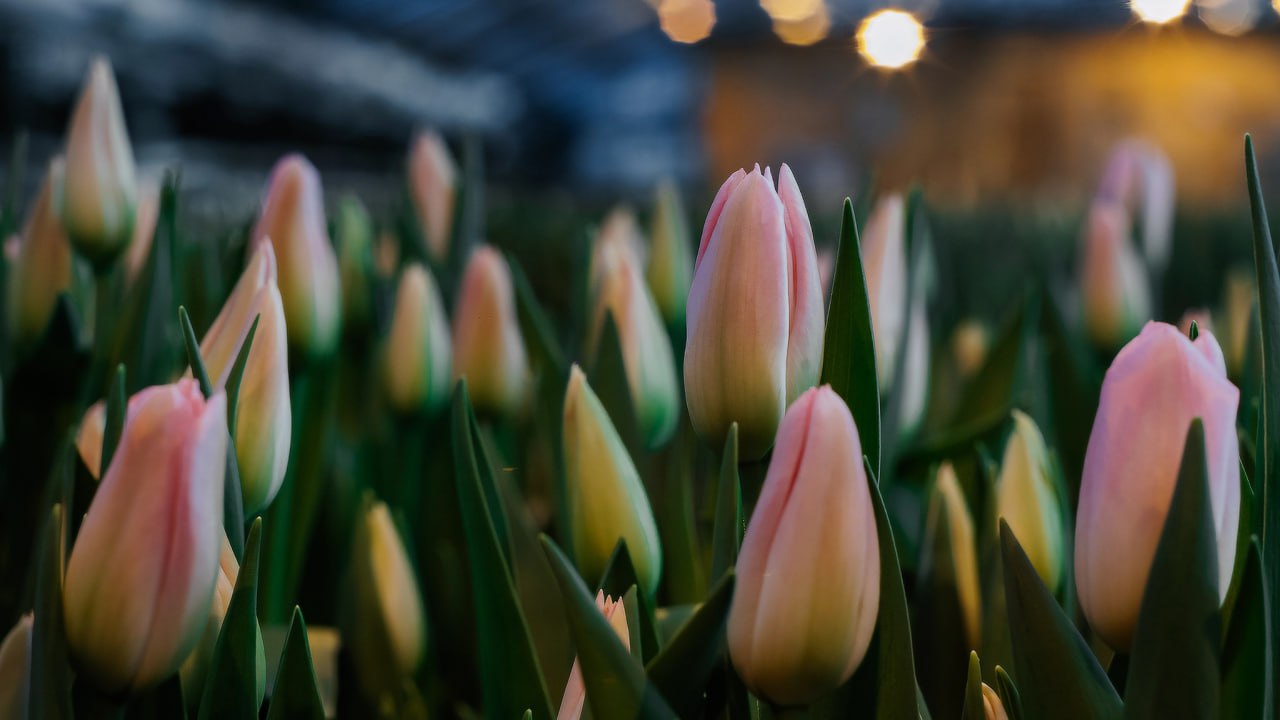 Бизнес расцветает вместе с растениями Бизнес расцветает вместе с растениями