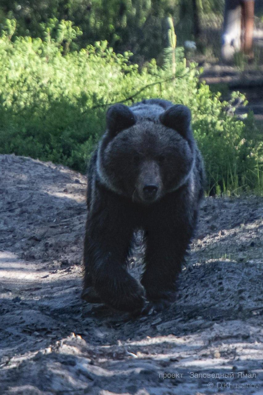 Экспедиция длиною в годы завершилась большой выставкой в Салехарде Экспедиция длиною в годы завершилась большой выставкой в Салехарде