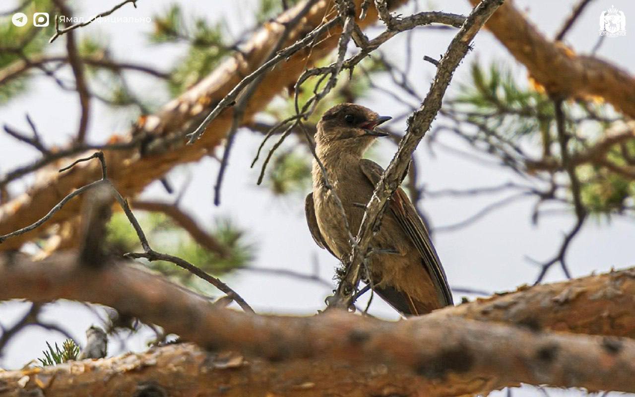 В Салехарде открылась фотовыставка «Заповедный Ямал. Тайны края земли» В Салехарде открылась фотовыставка «Заповедный Ямал. Тайны края земли»