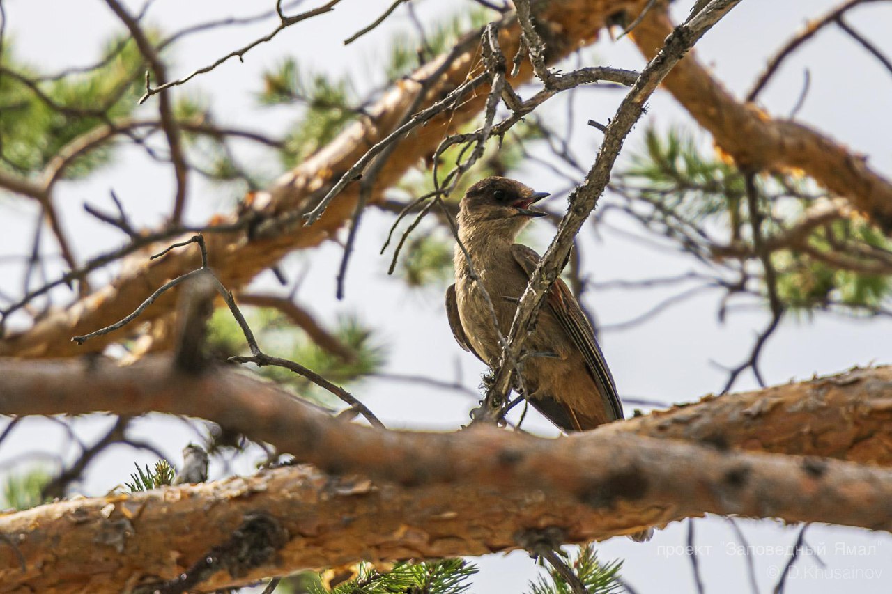 Экспедиция длиною в годы завершилась большой выставкой в Салехарде Экспедиция длиною в годы завершилась большой выставкой в Салехарде