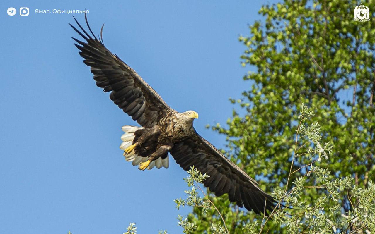 В Салехарде открылась фотовыставка «Заповедный Ямал. Тайны края земли» В Салехарде открылась фотовыставка «Заповедный Ямал. Тайны края земли»