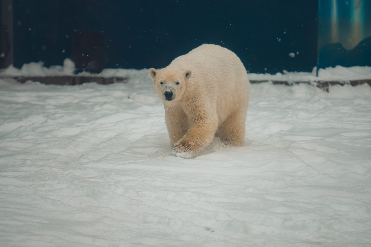 С Днем полярного медведя!. Сегодня, 27 февраля, мы отмечаем праздник нашего главного северного соседа