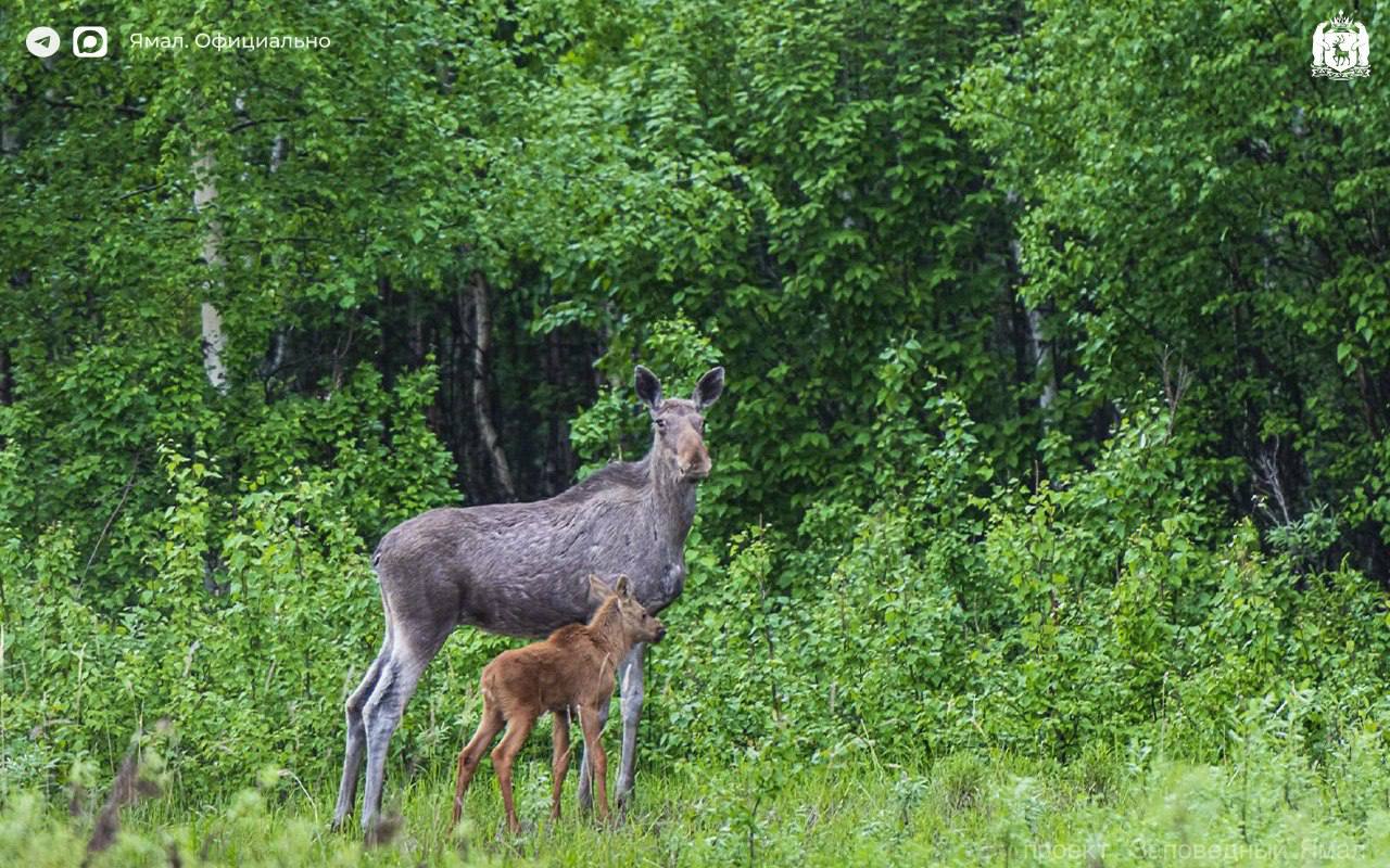 В Салехарде открылась фотовыставка «Заповедный Ямал. Тайны края земли» В Салехарде открылась фотовыставка «Заповедный Ямал. Тайны края земли»