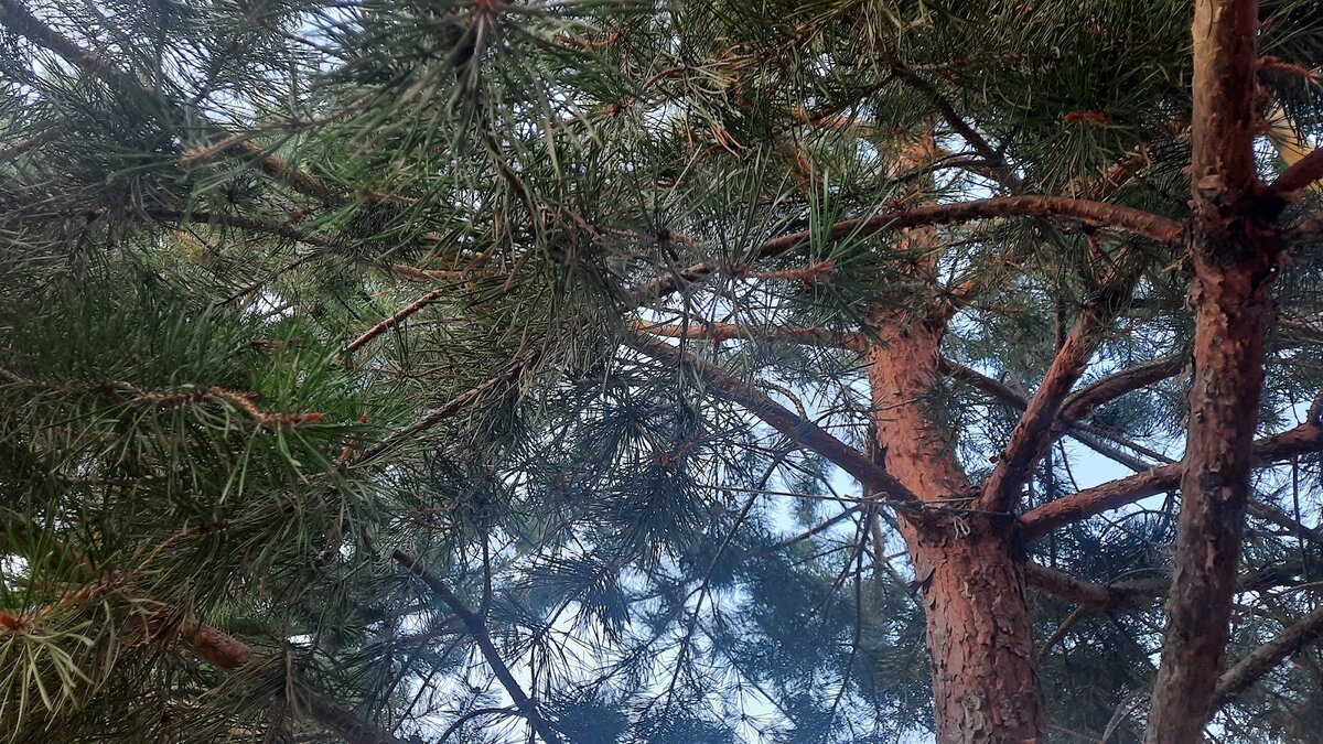 Почему дачникам стоит запастись хвойными иголками: три полезных применения