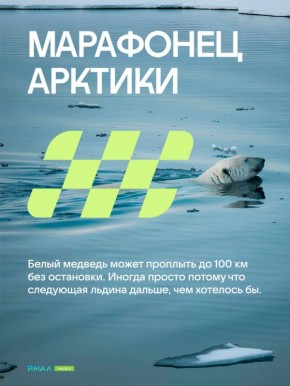 Хищник, которому подчиняются снега и льды