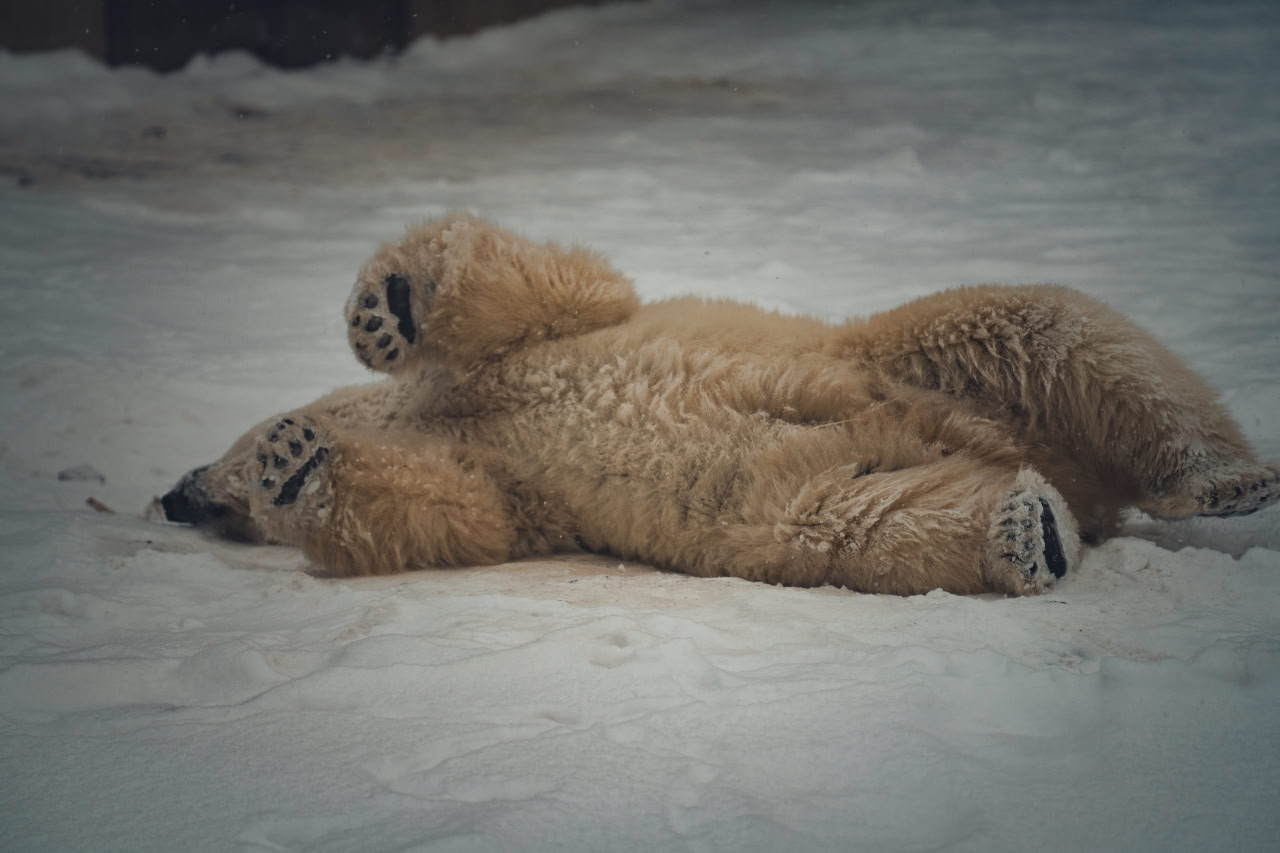 С Днем полярного медведя!. Сегодня, 27 февраля, мы отмечаем праздник нашего главного северного соседа С Днем полярного медведя!. Сегодня, 27 февраля, мы отмечаем праздник нашего главного северного соседа