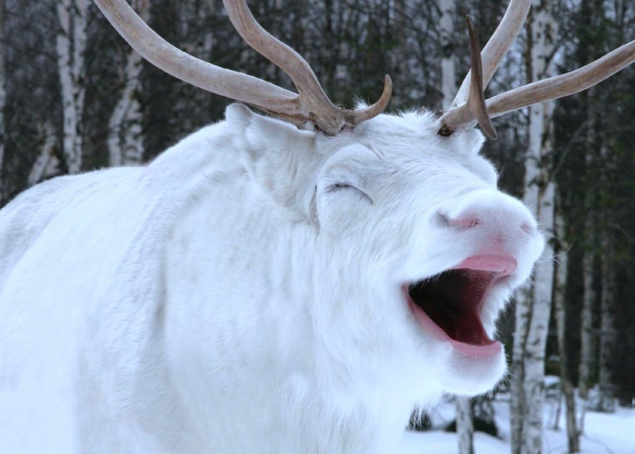 Времена – февраль: нестрогая проверка на готовность к весне Времена – февраль: нестрогая проверка на готовность к весне